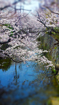 川と桜.jpg
